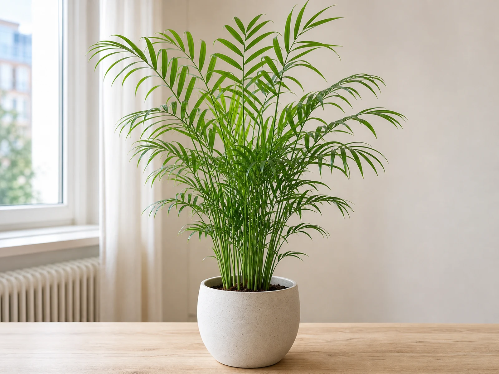 Bergpalm – skötsel, ljus och vattning