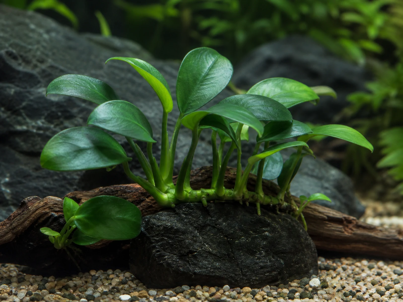 Dvärganubias – skötsel och placering i akvarium