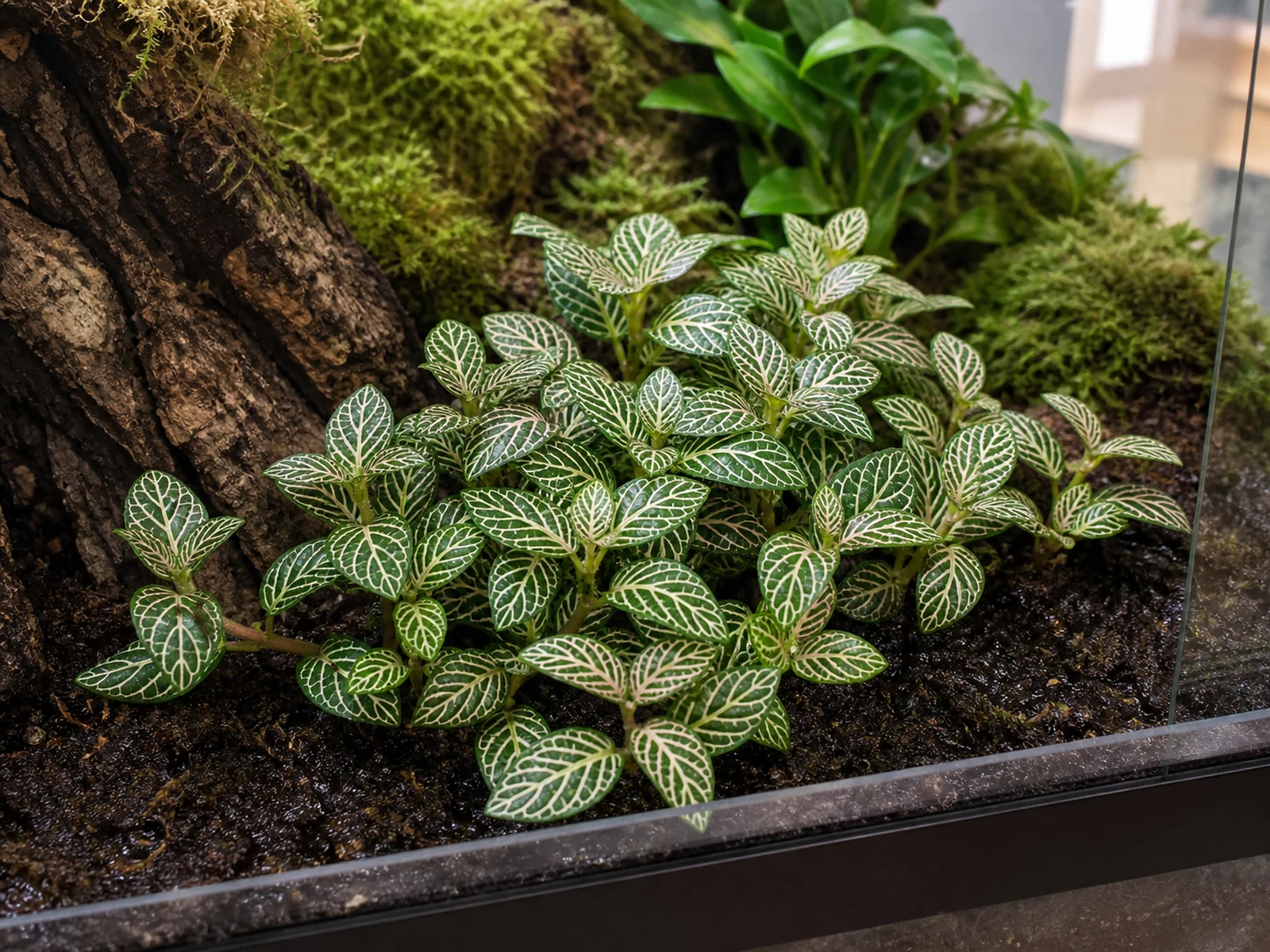 Fittonia/åderblad – skötsel i kruka och terrarium