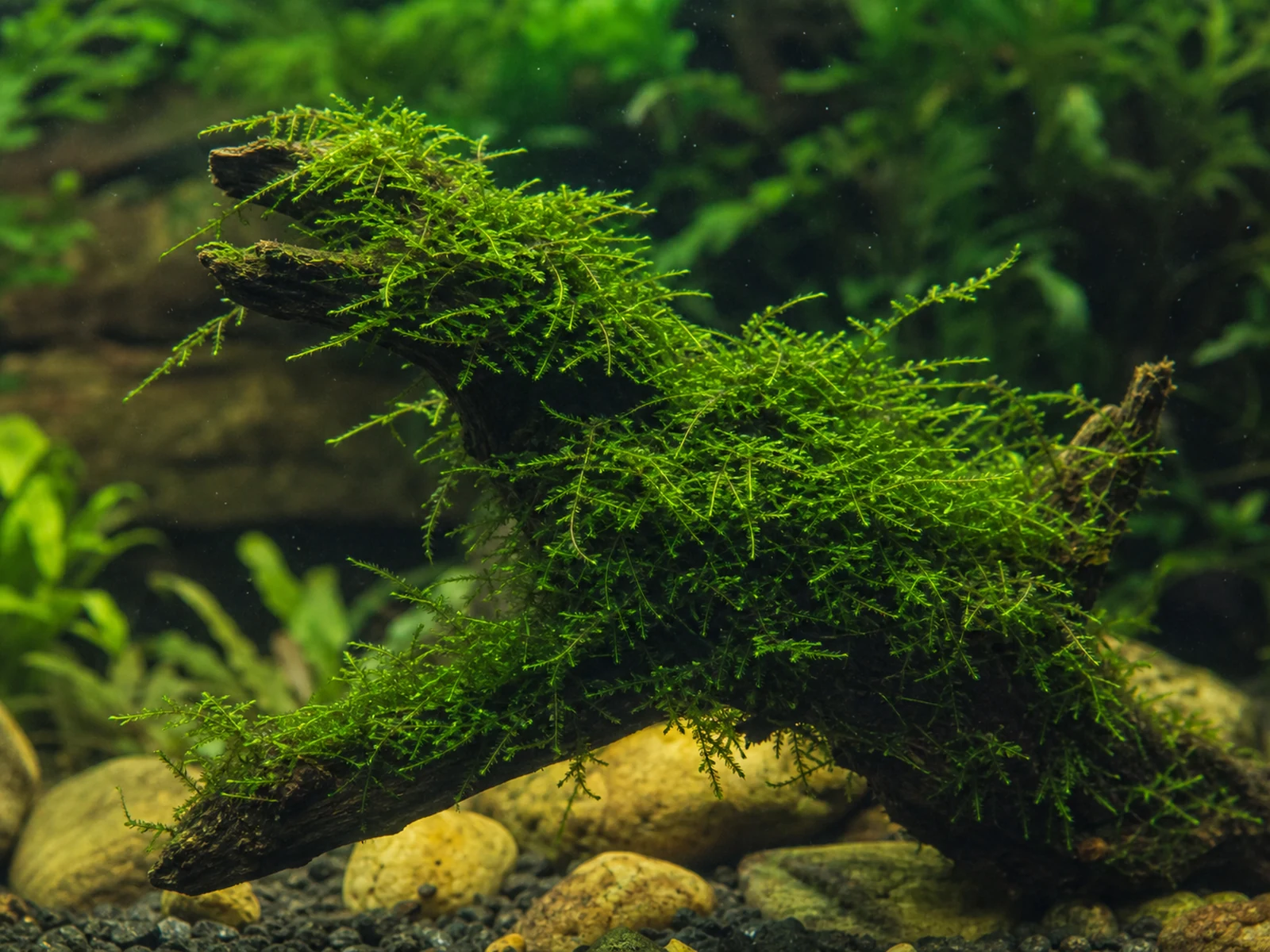 Javamossa – skötsel och användning i akvarium
