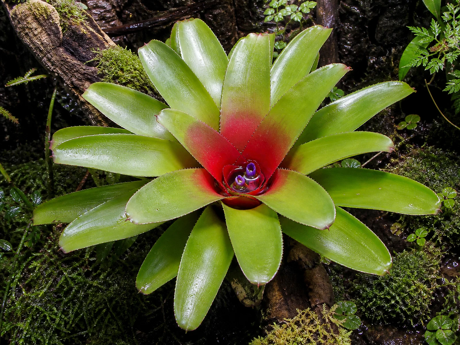 Neoregelia-bromelia – skötsel i tropiskt terrarium