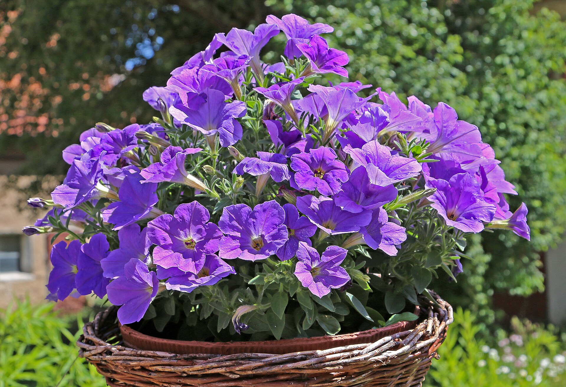 Blommande trädgårdspetunia