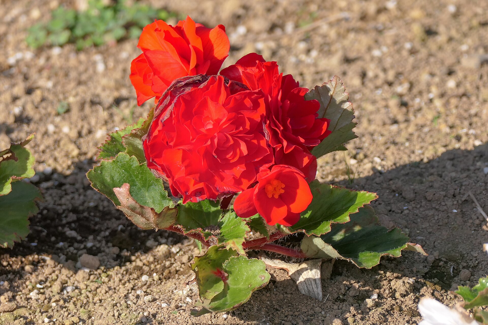 Röd blomma hos knölbegonia