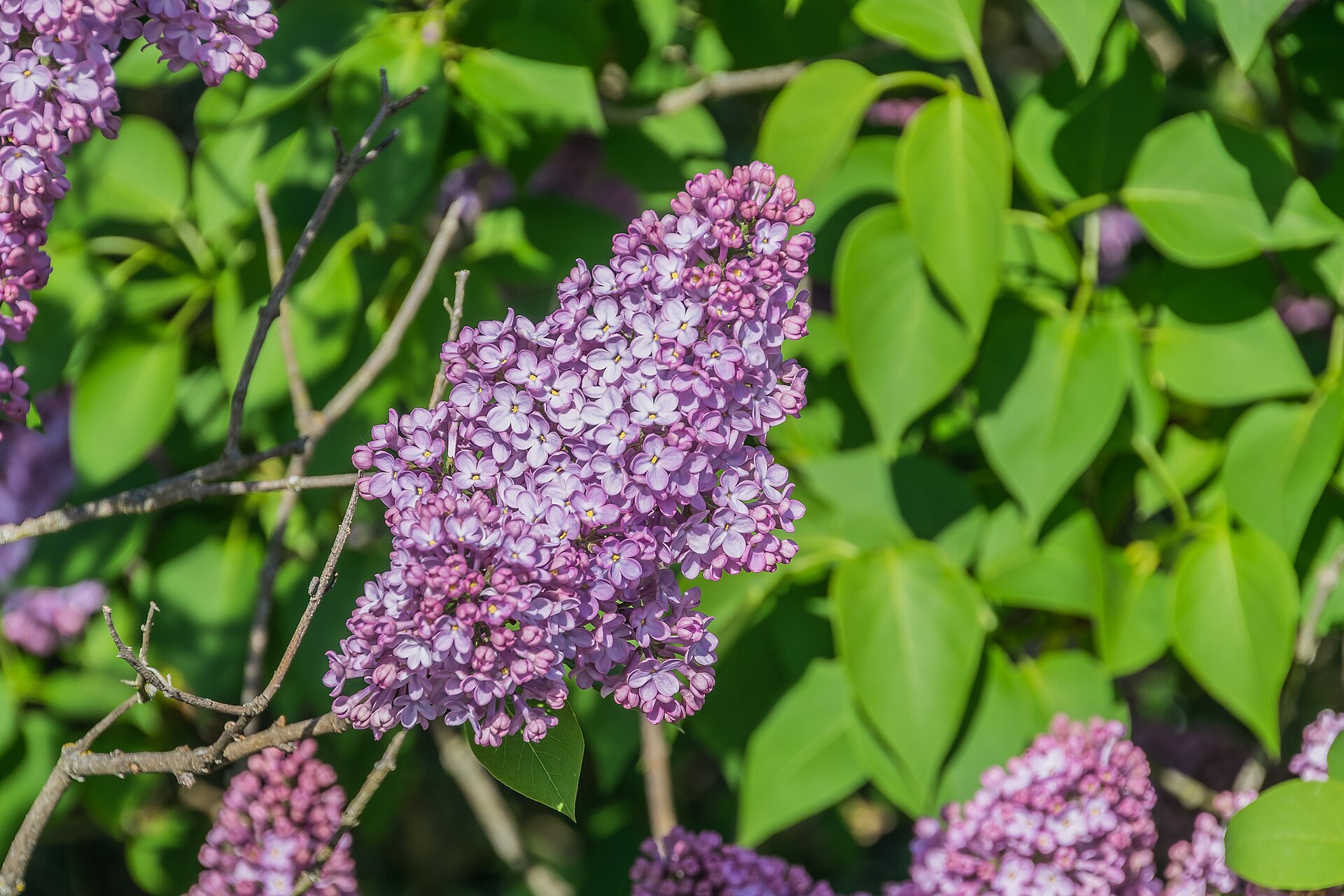 Lila blommor hos vanlig syren