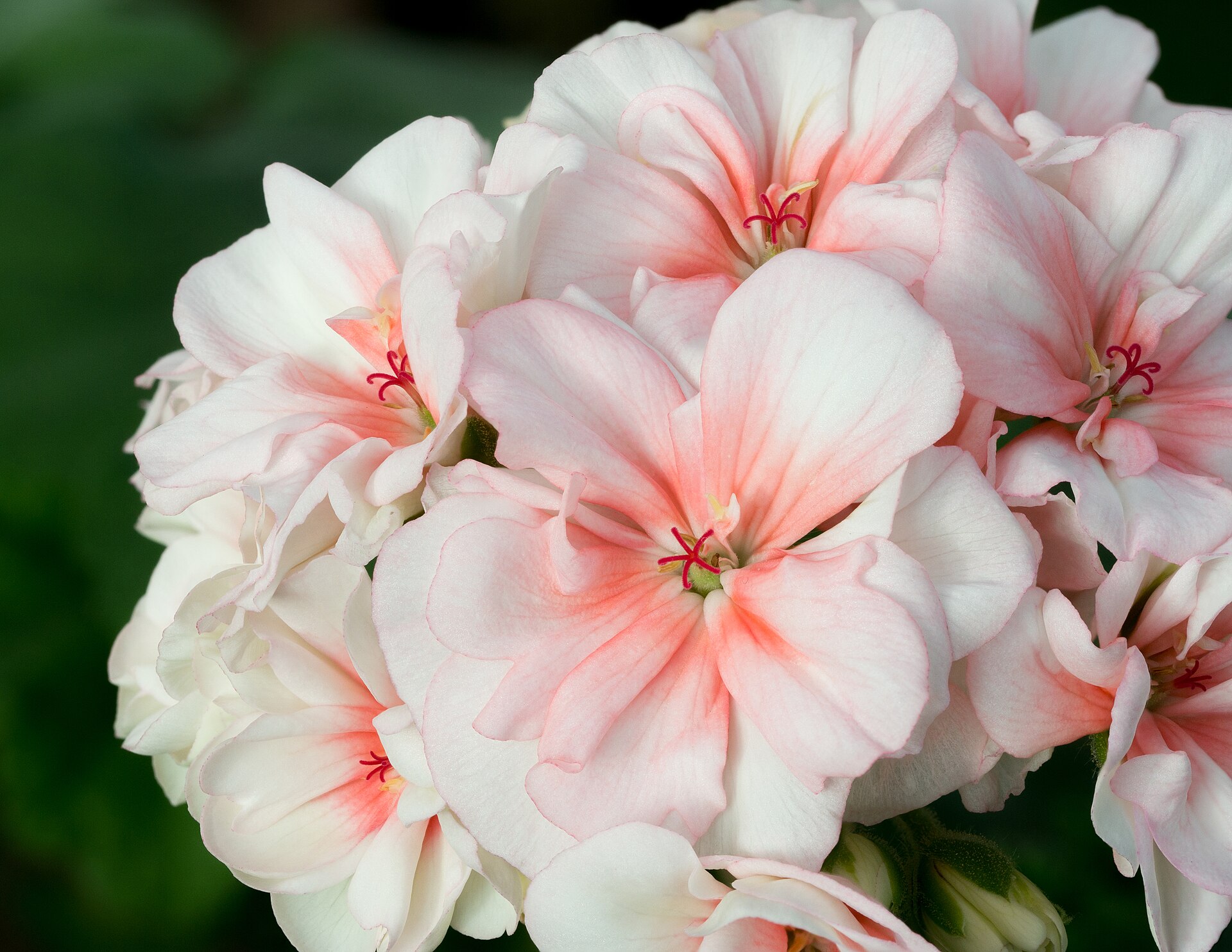 Blommor hos Pelargonium zonale