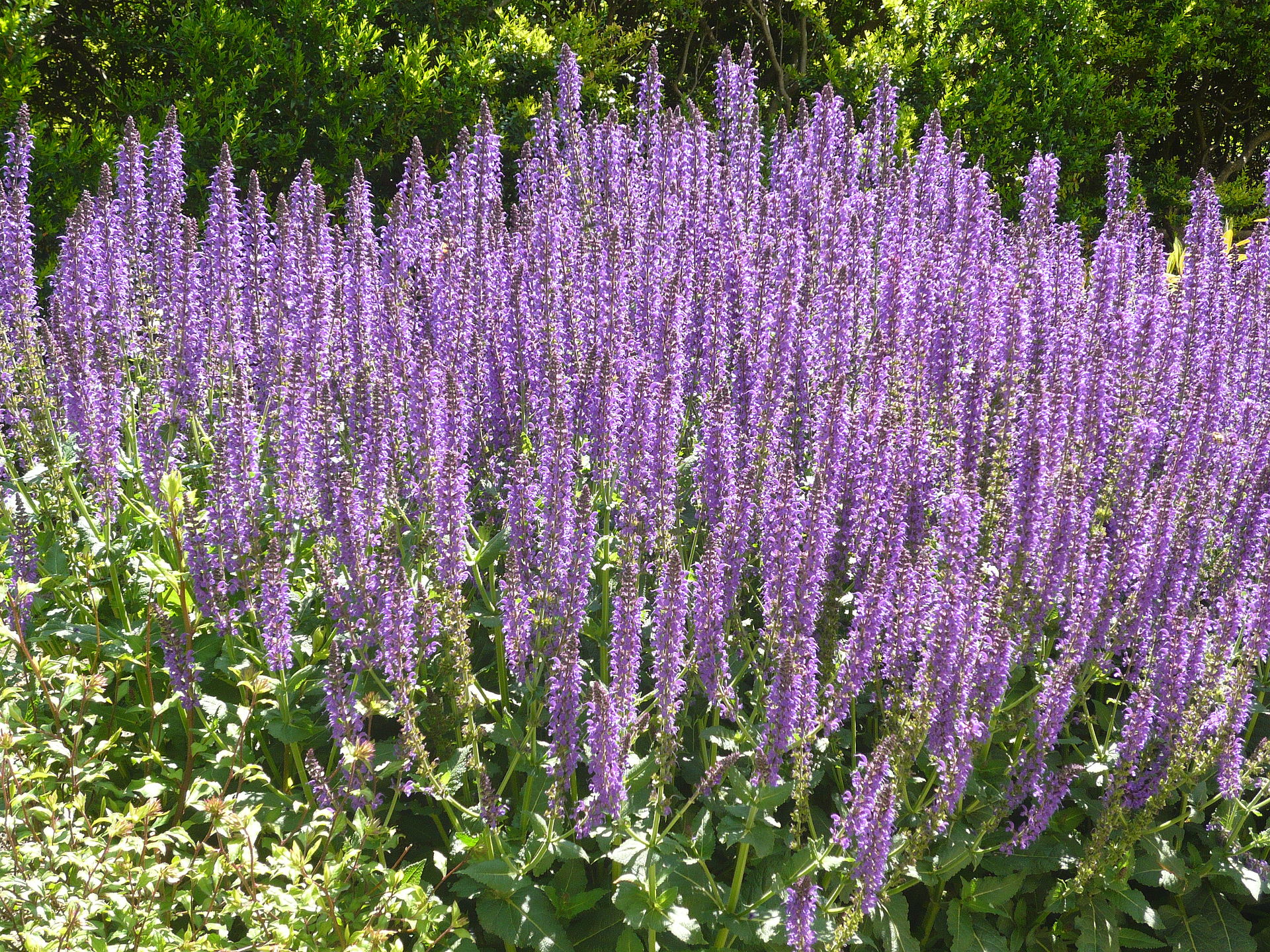 Blommande stäppsalvia Mainacht