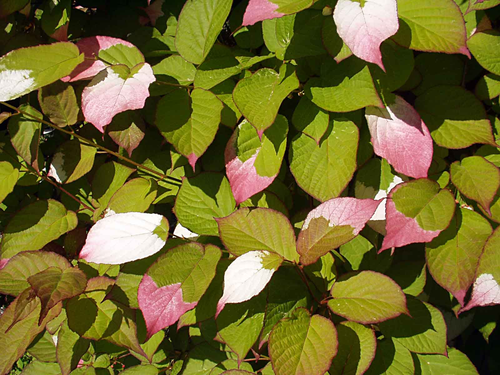 Vit- och rosaskiftande blad hos kameleontbuske