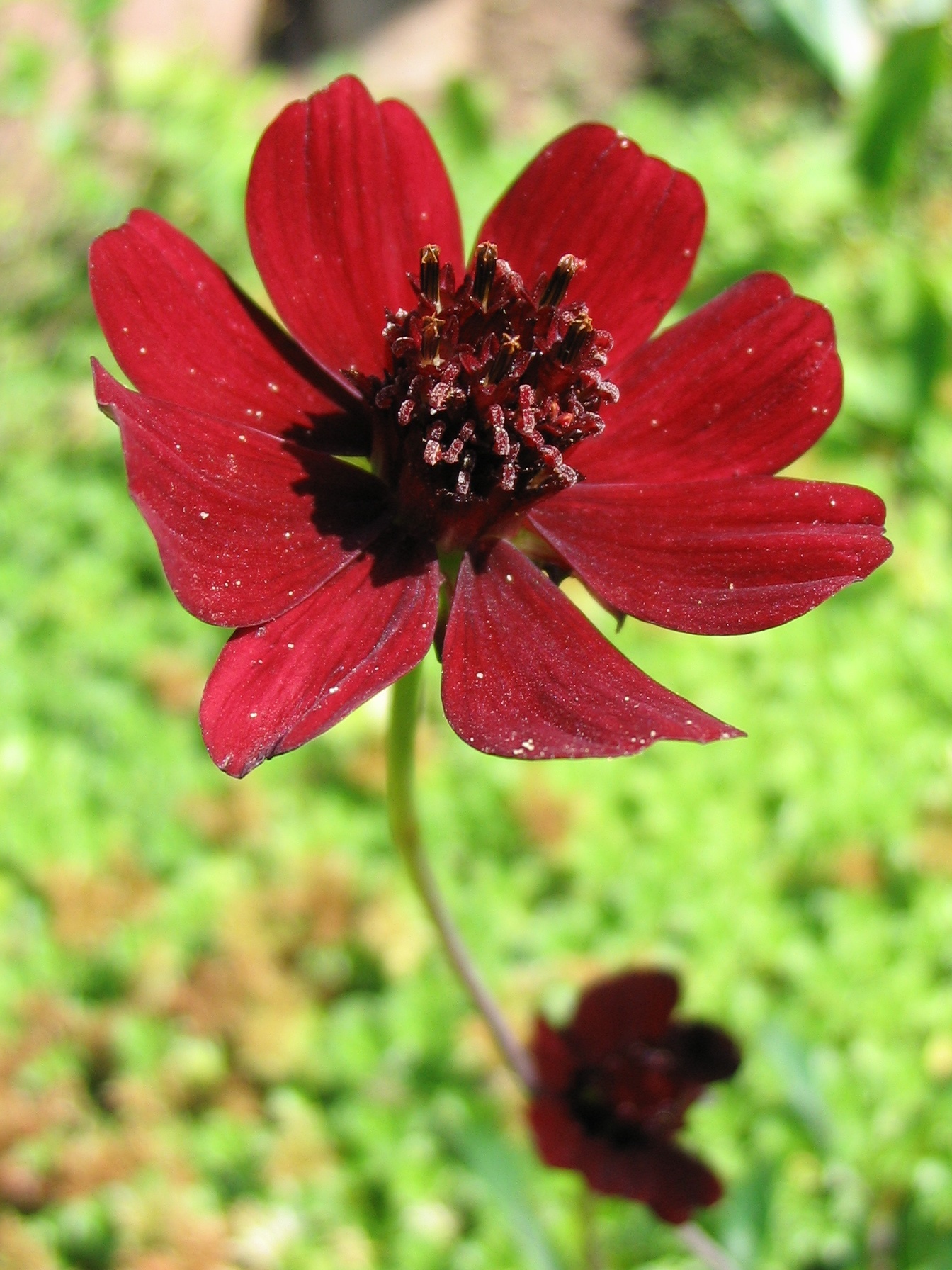 Mörkröd blomma hos chokladblomma
